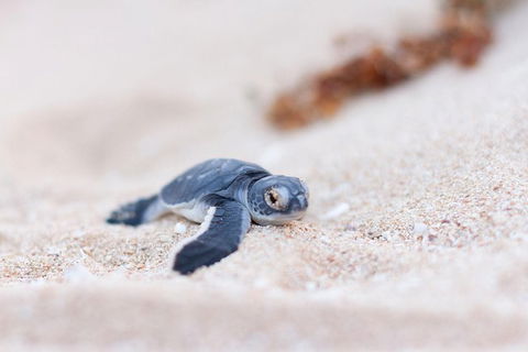 VIP Luxury Chartered Escapes, Exploring The Reef At Your Own Pace - Accommodation Daintree 6