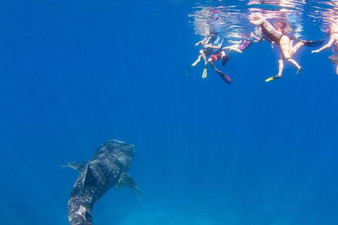 VIP Luxury Chartered Escapes, Exploring The Reef At Your Own Pace - Accommodation Daintree 22