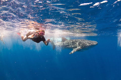VIP Luxury Chartered Escapes, Exploring The Reef At Your Own Pace - Accommodation Daintree 8