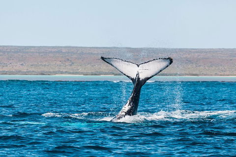 VIP Luxury Chartered Escapes, Exploring The Reef At Your Own Pace - Accommodation Daintree 12