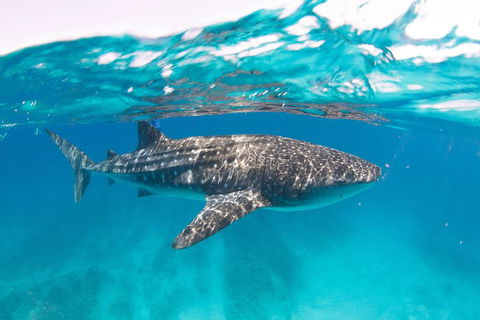 VIP Luxury Chartered Escapes, Exploring The Reef At Your Own Pace - Accommodation Daintree 15