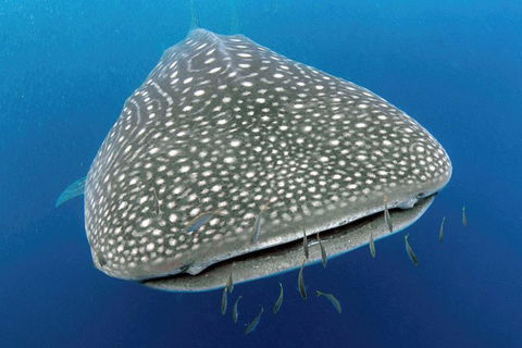 VIP Luxury Chartered Escapes, Exploring The Reef At Your Own Pace - Accommodation Daintree 46