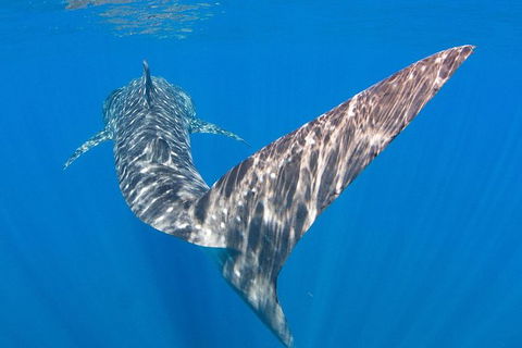 VIP Luxury Chartered Escapes, Exploring The Reef At Your Own Pace - Accommodation Daintree 37