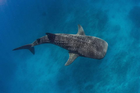 VIP Luxury Chartered Escapes, Exploring The Reef At Your Own Pace - Accommodation Daintree 34