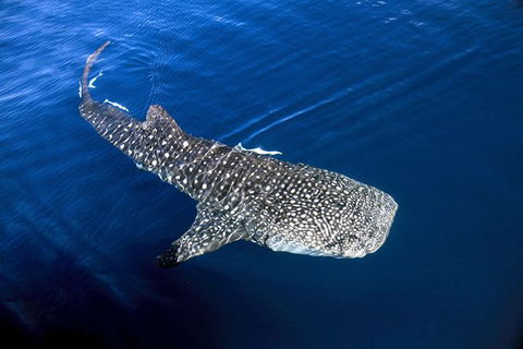 VIP Luxury Chartered Escapes, Exploring The Reef At Your Own Pace - Accommodation Daintree 30