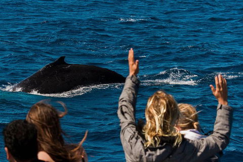 VIP Luxury Chartered Escapes, Exploring The Reef At Your Own Pace - Accommodation Daintree 21