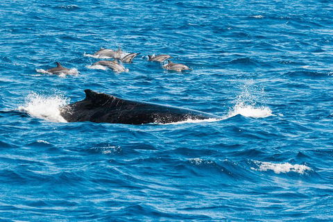 VIP Luxury Chartered Escapes, Exploring The Reef At Your Own Pace - Accommodation Daintree 19