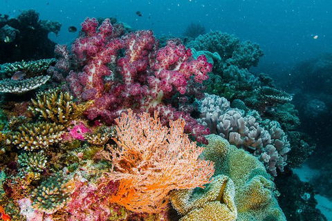 VIP Luxury Chartered Escapes, Exploring The Reef At Your Own Pace - Accommodation Daintree 33