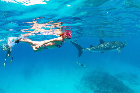 VIP Luxury Chartered Escapes, Exploring The Reef At Your Own Pace - Accommodation Daintree 35
