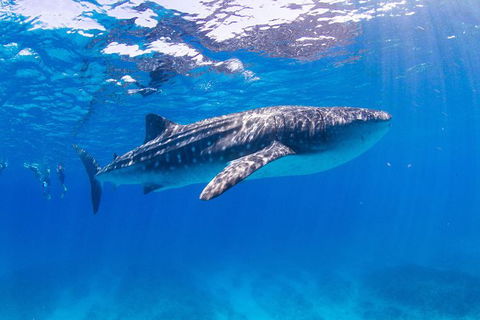 VIP Luxury Chartered Escapes, Exploring The Reef At Your Own Pace - Accommodation Daintree 9