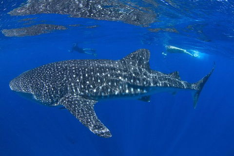 VIP Luxury Chartered Escapes, Exploring The Reef At Your Own Pace - Accommodation Daintree 31