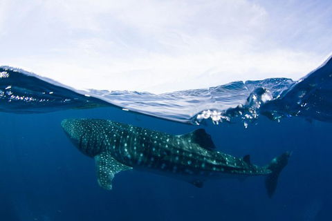 VIP Luxury Chartered Escapes, Exploring The Reef At Your Own Pace - Accommodation Daintree 51