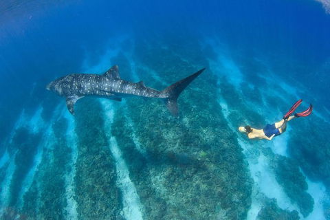 VIP Luxury Chartered Escapes, Exploring The Reef At Your Own Pace - Accommodation Daintree 47