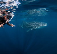 Deluxe WhaleShark Swim Tour on the Ningaloo Reef from Exmouth - Accommodation Daintree
