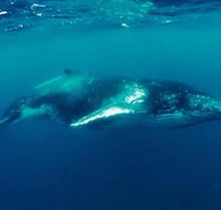 Humpback Whale Swim Tour - Accommodation Daintree