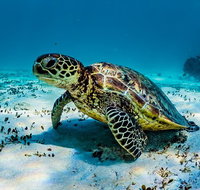 Turtle and Reef Adventure - Accommodation Daintree