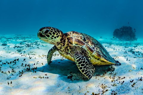 Turtle And Reef Adventure - Accommodation Daintree 0
