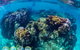 Turtle And Reef Adventure - thumb 1