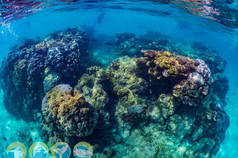 Turtle And Reef Adventure - Accommodation Daintree 1