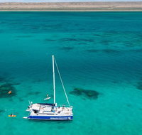 Whale Shark Swim by Catamaran in Shoulder Season - Accommodation Daintree