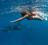 Swim with Whale Sharks - Ningaloo Reef - 3 Islands Whale Shark Dive - Accommodation Daintree