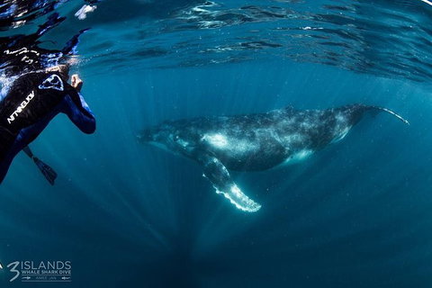 Swim With Humpback Whales - Ningaloo Reef - 3 Islands Whale Shark Dive - Accommodation Daintree 1