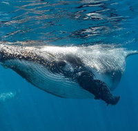 Swim with Humpback Whales - Ningaloo Reef - 3 Islands Whale Shark Dive - Accommodation Daintree