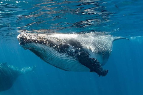 Swim With Humpback Whales - Ningaloo Reef - 3 Islands Whale Shark Dive - Accommodation Daintree 0