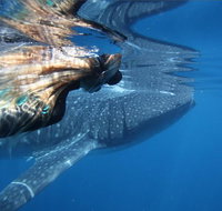 Ningaloo Whale Shark Swim on a Powerboat - Accommodation Daintree