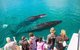 Humpback Whale Sunset Cruise - thumb 0
