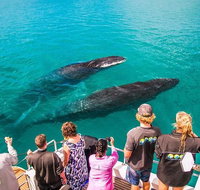 Humpback Whale Sunset Cruise - Accommodation Daintree