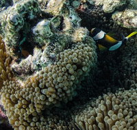 Muiron Island Dive  Snorkel Tour - Accommodation Daintree