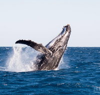 Turtle tours on the Ningaloo Reef Exmouth. 1/2 day cruise. - Accommodation Daintree