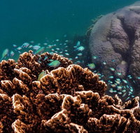 Ningaloo Reef or Muiron Islands Snorkeling and Wildlife Adventure - Accommodation Daintree