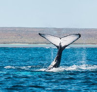 Ningaloo Reef Eco Tours - Accommodation Daintree
