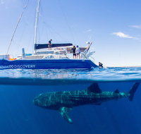 Ningaloo Whale Shark Swim on a Luxury Sailing Catamaran - Accommodation Daintree