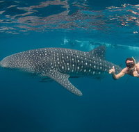 Ningaloo Reef Whale Shark Snorkeling Adventure Apr-July - Accommodation Daintree