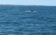 Scuba Dive Ningaloo Reef - thumb 5