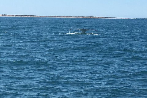 Scuba Dive Ningaloo Reef - Accommodation Daintree 5