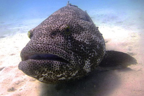 Scuba Dive Ningaloo Reef - Accommodation Daintree 6