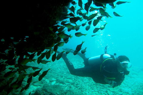 Scuba Dive Ningaloo Reef - Accommodation Daintree 2