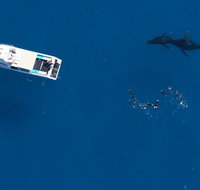 Humpback Whale Swim Ningaloo Reef - Accommodation Daintree