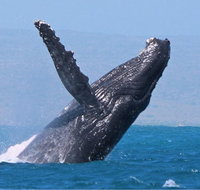 Sunset Cruise Wildlife Watching - Accommodation Daintree