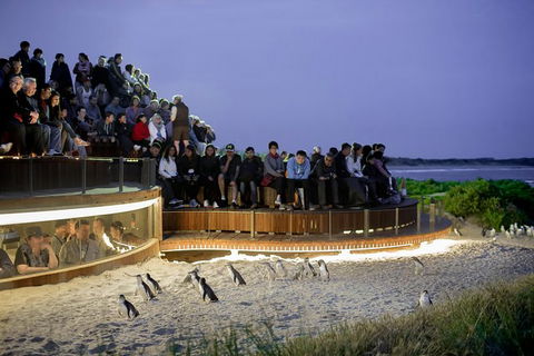 1 Day Private Phillip Island Tour (VIP Charter Up To 9 People) - Accommodation Daintree 0