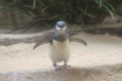Phillip Island Ultimate Penguin Eco Tour Or Skybox Experience - Accommodation Daintree 3