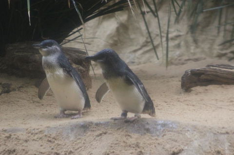 Phillip Island Ultimate Penguin Eco Tour Or Skybox Experience - Accommodation Daintree 2