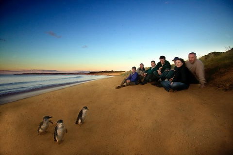 Phillip Island Ultimate Penguin Eco Tour Or Skybox Experience - Accommodation Daintree 0