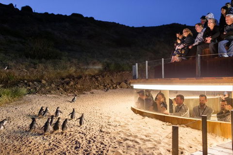 Phillip Island Ultimate Penguin Eco Tour Or Skybox Experience - Accommodation Daintree 1