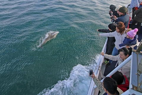 Phillip Island Whale Watching Tour - Accommodation Daintree 1