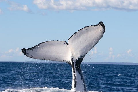 Phillip Island Whale Watching Tour - Accommodation Daintree 0